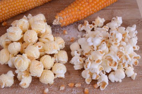 Growing Popcorn, Popcorn Plant, Jiffy Pop, Strawberry Popcorn, Corn Crafts, Diy Greenhouses, Popcorn Seeds, Growing Corn, Popcorn Kernels