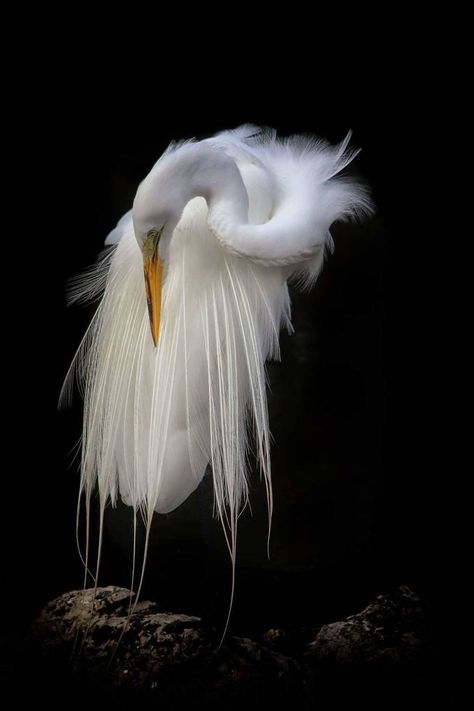 Kotuku Bird, Beautiful Birds Photography, Black Heron, Heron Bird, White Heron, Heron Art, Regnul Animal, Photography Animals, Photography Black And White