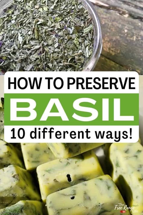 How To Save Basil Leaves, Basil Herbal Remedies, Basil Freezing, How To Preserve Basil, Storing Fresh Basil, Storing Basil, Preserving Basil, Preserve Fresh Herbs, Fresh Basil Recipes