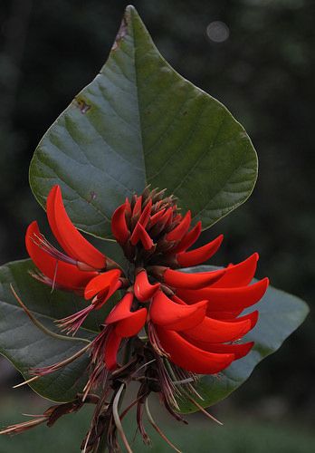 Erythrina variegata Fabaceae Coral Tree Tigers Claw 0514 06 Ravenshoe | Flickr - Photo Sharing! Erythrina Variegata, Rainforest Diorama, Rainforest Ecosystem, Coral Tree, Landscape Architecture Plan, Endangered Plants, Practical Garden, Rainforest Plants, Tree Project