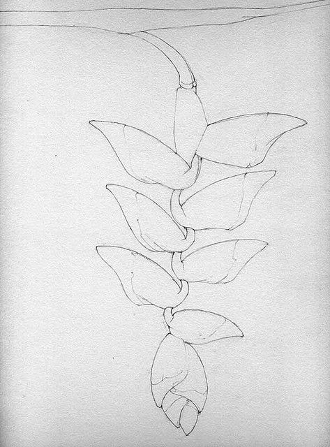 Tropical Flowers Line Art, Pencil Strokes, Abstract Art Projects, Tropical Painting, A Level Art Sketchbook, Botanical Drawing, Lotus Art, Caribbean Art, Art Drawings Sketches Pencil