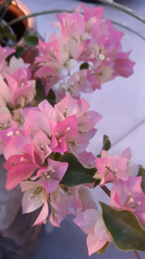 Bogunvellia Flowers Aesthetic, Buganvilla Aesthetic, Boganvillia Aesthetic, Bougenville Flowers Aesthetic, Bouganvilla Aesthetic, Bouganvilla Flower, Bouvardia Flower, Bougainvillea Aesthetic, Front Door Flowers