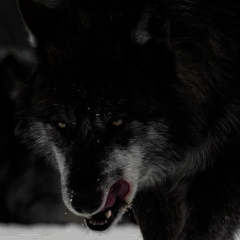 Wolf Dark Aesthetic, Wolf Aesthetic Dark, Wolf Icon Aesthetic, Werewolf Aesthetic Male, Wolf Boy Oc, Black Wolf Aesthetic, Aggressive Wolf, Hybrid Aesthetic, Wolf Core