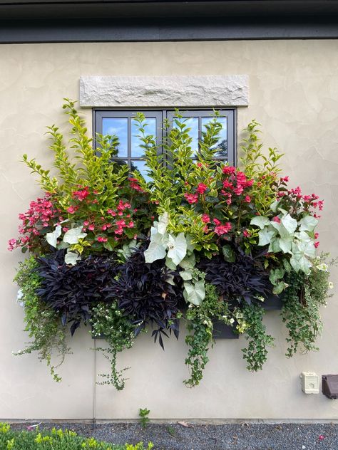 One Window Box, Four Seasons - FineGardening Window Box Design, Winter Window Boxes, Window Box Ideas, Window Box Plants, Window Box Garden, Big Leaf Hydrangea, Window Planter, Summer Window, Box Garden