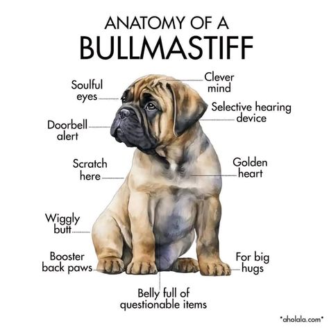 What's your "Soul Breed"? | | #Bullmastiff #bullmastiffpuppies #bullmastiffs #bullmastifffamily #bullmastiffpuppy #bullmastiffsofinstagram  #gentlegiant #gentlegiantoftheday #gentlegiantsofinstagram #bigdog #bigdogs #bigdoglife #bigdogsofinstagram #bigpuppy #Bullmastiffanatomy Bullmastiff Brindle, Bullmastiff Dogs, Bull Mastiff Dogs, Bull Mastiff Puppies, Mastiff Puppy, Kennel Ideas, Mastiff Puppies, Big Puppies, Mastiff Dogs