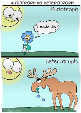 Autotroph vs Heterotroph Poster Biology Videos, Amoeba Sisters, Biology Jokes, Biology Memes, Biology Poster, Biology Humor, Cleaning Basket, Biology Classroom, Biology Lessons