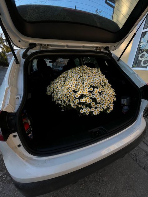 Car Trunk Aesthetic, Trunk Aesthetic, Car Full Of Flowers, Flowers Aesthetic, Aesthetic Lifestyle, Healthy Mindset, Car Trunk, How To Dry Basil, Trunk