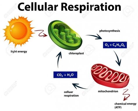 Diagram Showing Cellular Respiration Illustration Royalty Free Cellular Respiration Diagram, Respiration Diagram, Plant Tissue Culture, Cell Respiration, Photosynthesis And Cellular Respiration, Plant Biology, Krebs Cycle, Ap Bio, Chemical Energy