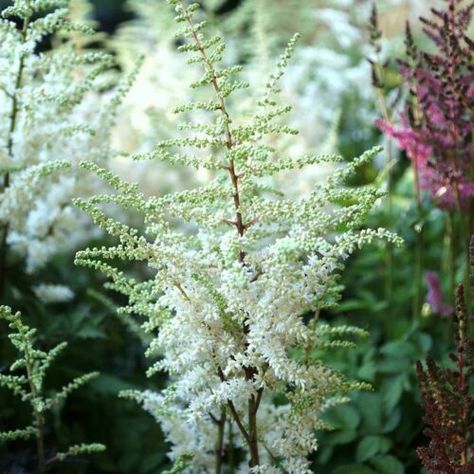 Driveway Borders, Dream House Backyard, Astilbe Chinensis, Backyard Forest, Blue Pots, White Larkspur, Garden Palette, Front Driveway, September Wedding Flowers