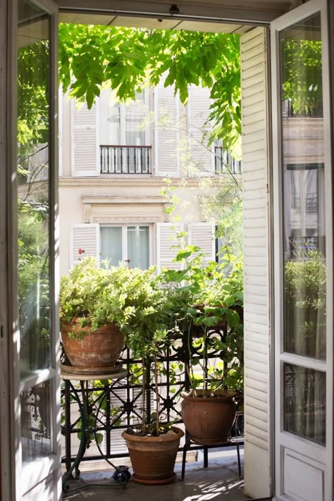 Clematis Armandii, Paris Balcony, Small Urban Garden, French Balcony, Apartment Balcony Garden, Balkon Decor, Balcony Gardens, Tiny Balcony, Small Balcony Garden