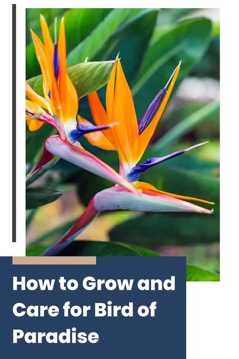 Understanding the essentials of growing and caring for a Bird of Paradise will ensure it thrives and becomes a stunning focal point in your home. Follow these tips to enjoy a flourishing plant that adds a touch of exotic beauty to your space. White Bird Of Paradise Plant, Bird Of Paradise Plant, Paradise Plant, Small Indoor Plants, Banana Tree, Soil Ph, Good Environment, Spider Plants, Soil Improvement