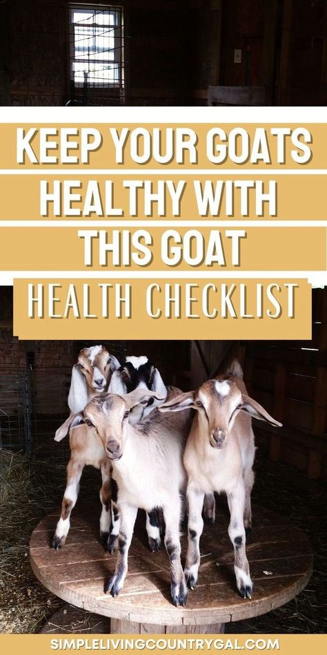 Raising healthy goats is key to a profitable homestead. This Goat Health Checklist helps you assess your herd, identify signs of health, and detect issues early. Learn how to raise thriving dairy goats to ensure a steady goat milk supply for your family and beyond. Profitable Homestead, Trimming Goat Hooves, Toggenburg Goat, Backyard Goats, Nigerian Goats, Health Checklist, Goat Playground, Alpine Goats, Goat Health