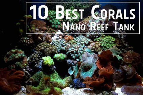 Saltwater Aquarium Ideas, Reef Tank Design, Reef Tank Aquascaping, Nano Reef Tank, Salt Water Tank, Aquarium Tanks, Coral Aquarium, Marine Fish Tanks, Saltwater Fish Tanks