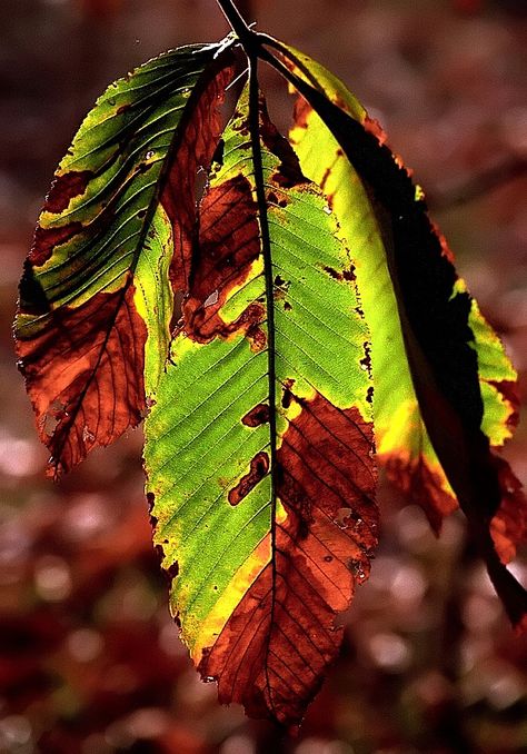 Cincinnati Ohio - Spring Grove Cemetery & Arboretum "Autumn Decay" Decay In Nature, Growth And Decay Photography, Growth And Decay Art Gcse, Decay Artwork, Growth And Decay Art, Decaying Nature, Aged Photography, Decay Aesthetic, Decaying Plants