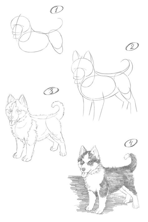 How to draw a husky dog. Step-by-step drawing lesson. Husky Drawing Easy, Drawing Husky, Husky Drawing, Dog Drawing Tutorial, Pencil Drawings For Beginners, Nature Art Drawings, Drawing Lesson, Art Terms, A Husky