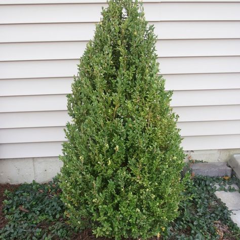 Green Mountain Boxwood - Hedge Plant Landscape Berms, Landscaping Side Yard, Landscaping Walkways, Front Yard Trees, Iowa Garden, Easy Backyard Landscaping, Green Mountain Boxwood, American Boxwood, Boxwood Landscaping