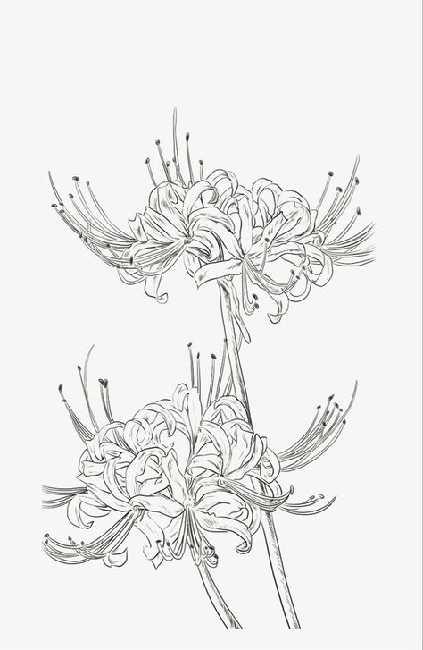 Spider Lily Tattoo Outline, Lycoris Flower Tattoo, Creative Tattoos Stencils, Lily Flower Drawing Tattoo, Spiderlily Drawing Sketches, Spider Lily Line Art, Spider Lily Stencil, Spider Lily Flower Drawing, Spider Lily Tattoo Stencil