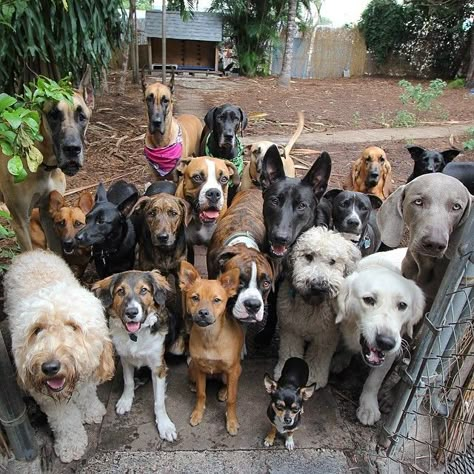 Glorious Group Photos Show The Happiest Pack Of Dogs In Town Group Of Dogs, Animal Sanctuary, Animal Love, Group Photos, 귀여운 동물, Animals Friends, Dogs Puppies, Dog Pictures, Adorable Animals