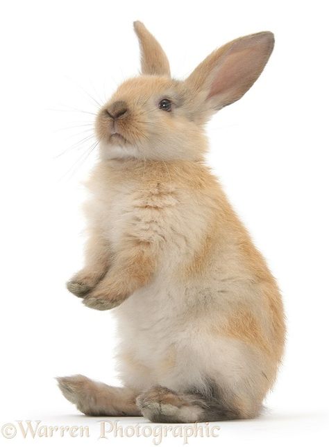 Rabbit Standing, Young Rabbit, All About Rabbits, Rabbit Photos, Bunny Images, Bunny Tattoos, Funny Bunnies, Baby Bunnies