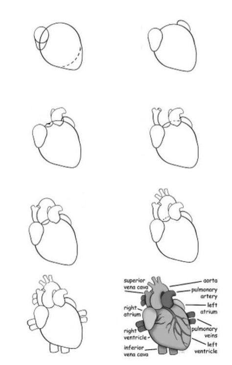 Heart Made Out Of Clay, How To Draw Human Heart, Heart Anatomy Drawing Notes, How To Draw A Heart Organ, How To Draw Organs, Anatomy Heart Drawing, Heart Diagram Drawing, How To Draw A Heart, Anatomy Doodles