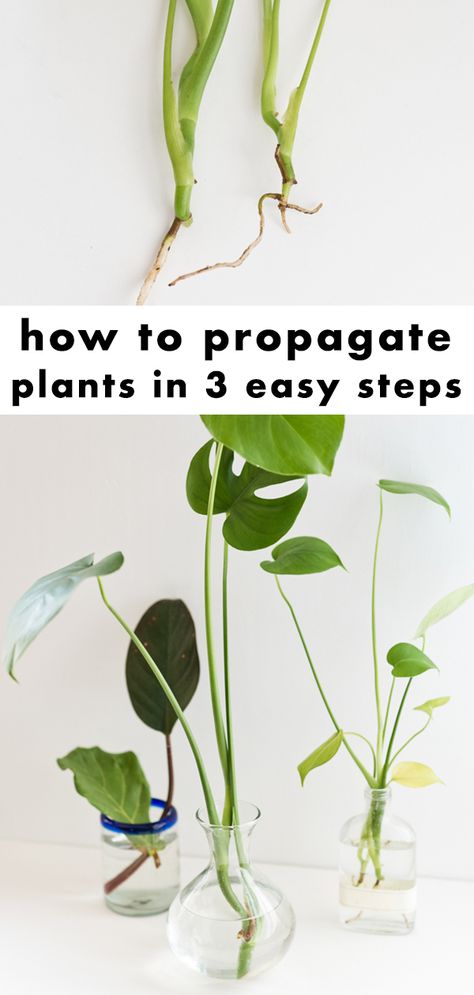 Clippings From Plants, When To Pot Propagated Plants, How To Plant Propagated Plants, How To Propagate Vine Plants, Easy Plants To Propagate In Water, How To Propagate House Plants, How To Propagate Plants From Cuttings, When To Plant Propagated Plants, Easy Propagating Plants