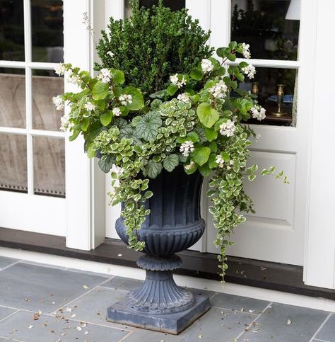 Boxwood Planters, Porch Urns, Spring Containers, Front Porch Flower Pots, Front Porch Flowers, Porch Pots, Summer Planter, Boxwood Garden, Fall Container Gardens