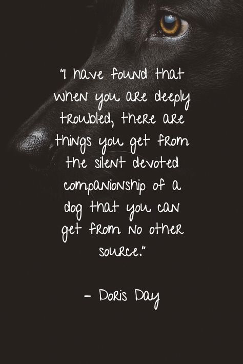 Watching Your Dog Grow Old Quotes, The Black Dog Quotes, Protective Dog Quotes, Dog Companion Quotes, Loving A Dog Quotes, Dog Healing Quotes, Beautiful Dog Quotes, Dogs Are Better Than People Quotes, To My Dog Quotes