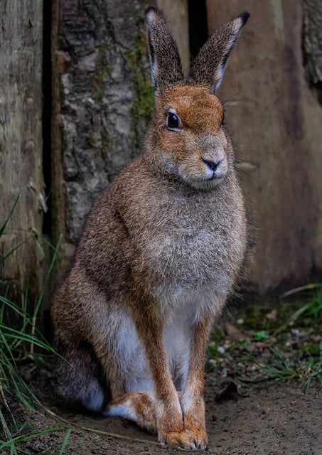 Irish Hare, Witches Woods, Turkey Tail Mushroom, Rabbit Life, Beginning Of Spring, Dark Moon, Warm Spring, Snow Storm, Lily Of The Valley