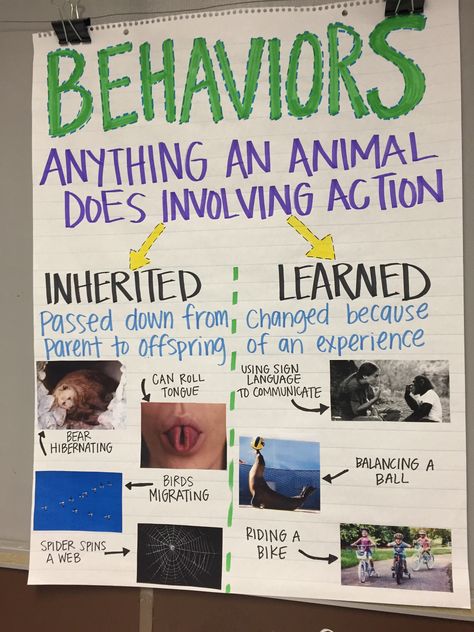 Inherited Traits/ Behaviors Anchor Chart Inherited Traits And Learned Behaviors Anchor Chart, Animal Behavior Science, Animal Traits 3rd Grade, Inherited Traits 3rd Grade, Genetics Anchor Chart, Science Anchor Charts 5th Grade, Animal Adaptations Anchor Chart, Adaptations Anchor Chart, Inherited Traits And Learned Behaviors