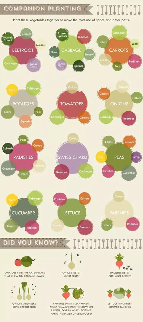 Guide Infographic, Garden Types, Veg Garden, Have Inspiration, Home Vegetable Garden, Vegetable Garden Design, Backyard Garden Design, Food Garden, Garden Care