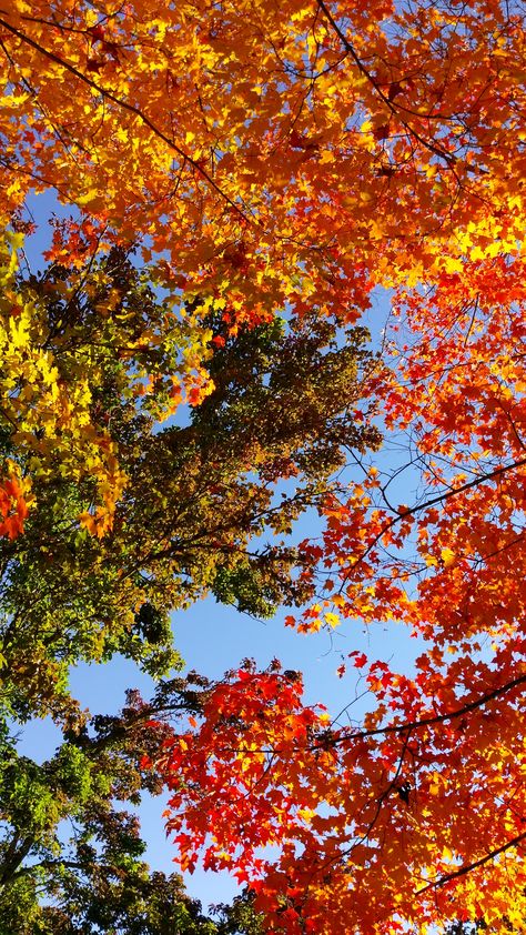 Orange Nature Wallpaper, Fall Sky Aesthetic, Autumn Photography Nature Landscapes, Fall Wallpaper Landscape, Fall Landscape Wallpaper, Autumn Wallpaper Iphone Aesthetic, Autumn Landscape Wallpaper, Autumn Colors Wallpaper, Autumn Background Aesthetic