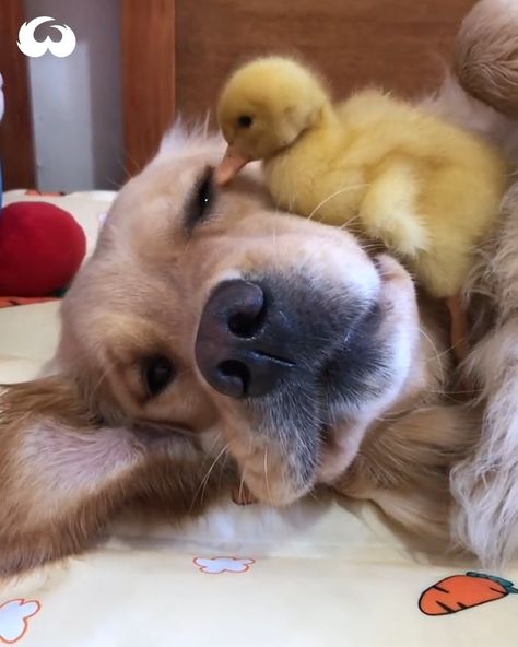 Golden Retriever and Duckling Are Best Friends! | duck, Golden retriever, friendship | Golden Retriever and Duckling Are Best Friends! | By Woof Woof Duck Drawing, Playlist Covers Photos, Pet Ducks, Puppy Drawing, Baby Chickens, Animals Amazing, Little Duck, Baby Ducks, Cute Funny Babies