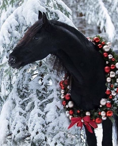 14 Wonderful Pictures Proving That Horses are Magical Creatures | Page 2 of 3 | PetPress Christmas Horse Photoshoot, Horse Christmas Pictures, Cute Christmas Animals, Horses In Snow, Cozy Beds, Pictures With Horses, Winter Horse, Christmas Horse, Cute Horse Pictures