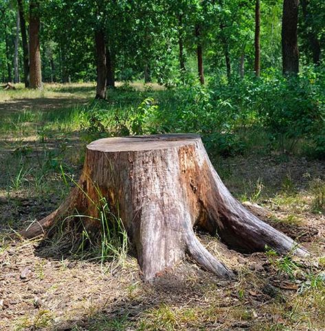 Tree Removal Service, Tiny Farm, Stump Removal, Tree Surgeons, Natural Objects, Tree Removal, Tree Service, Old Tree, Never Alone