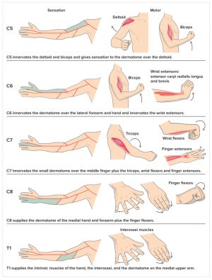 Cervical Pain Exercises, Pinched Nerve Relief, Nerve Stretches, Pinched Nerve In Neck, Stretches Exercises, Neck Pain Exercises, Neck And Shoulder Exercises, K Tape, Cervical Pain