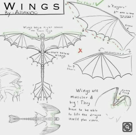 Hiccup Toothless, Dragon Anatomy, Httyd Art, Toothless Dragon, Wings Drawing, Illustration Tutorial, Dragon Sketch, Httyd Dragons, Some Drawings