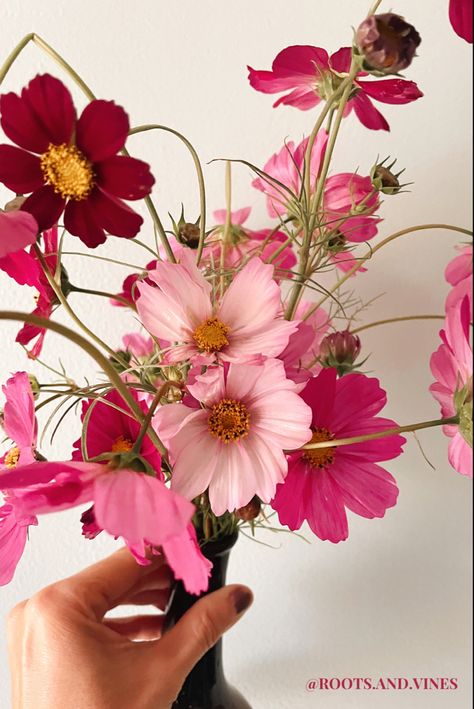 Pink Cosmos Bouquet, Cosmo Flower Bouquet, Cosmos Flower Arrangement, Dark Pink Flowers Aesthetic, Cosmos Wedding Flowers, Cosmos Flower Bouquet, Cosmos Wedding Bouquet, Cosmo Bouquet, Cosmos Wedding