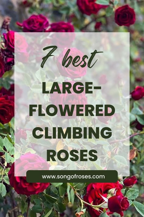 Click on the pin to take a look at seven great varieties of large-flowered climbing roses. Climbing Roses Wall, Best Climbing Roses, Climbing Roses Trellis, Red Climbing Roses, Types Of Climbing, Backyard Oasis Ideas, Climbing Rose, Rose Varieties, Garden Inspo