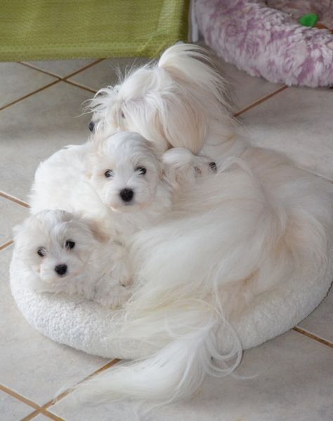 Cali's relatives, mama Coton and babies Cotton De Tulear, Coton De Tulear Dogs, Cute Small Dogs, Shepherd Dog Breeds, Maltese Puppies, Coton De Tulear, Maltese Dog, Miniature Dogs, Maltese Puppy