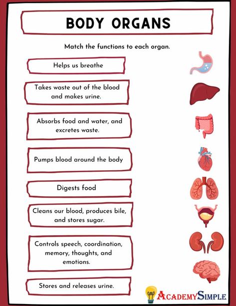 Organs Of The Body Anatomy, The Body Anatomy, Body Systems Worksheets, Human Body Printables, Organs Of The Body, Body Parts For Kids, Anatomy Notes, Human Body Worksheets, Human Body Activities