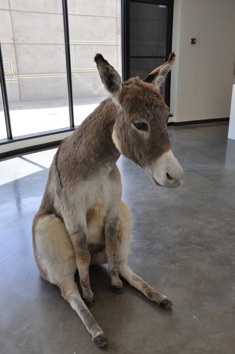 Small Standard Donkey ( Sicilian Donkey ) with a dark cross on its back. I miss my little Donkey Moe. Baby Donkey, Cute Donkey, A Donkey, Cute Animal Pictures, Sweet Animals, Cute Little Animals, Zebras, 귀여운 동물, Cute Funny Animals