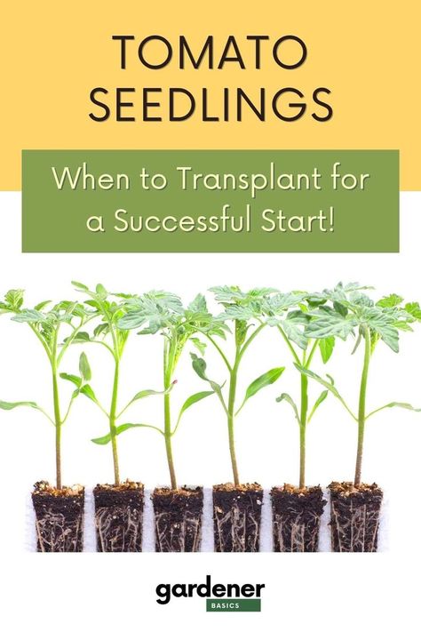 When To Transplant Seedlings, Start Gardening, Gardening Herbs, Garden Hacks Diy, Herbs Plants, Tomato Seedlings, Homegrown Food, Garden Layout Vegetable, Vegetable Garden For Beginners