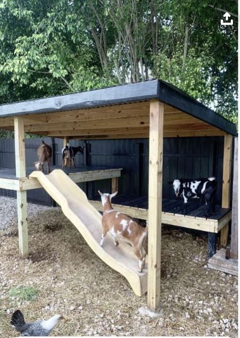 Farm Animal Pen Ideas, Goat And Pig Pen, Building Pig Pens, Fence For Goats Ideas, Farm Pasture Layout, Simple Goat Pen, Goat Play Structures, Building A Goat Pen, Farm Animal Shelter Ideas