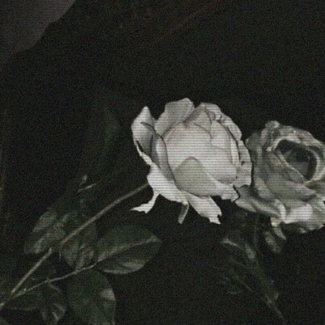 Rose Profile Picture, Rose Profile, Edgy Aesthetic Grunge, Fallen Rose, Angel Videos, Rose Dark, Beach At Night, Aesthetic Roses, Thank Yo