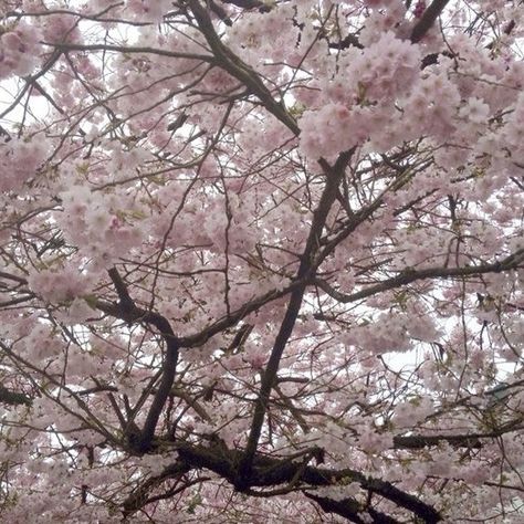 Flower Cherry Blossom, Cherry Pink Aesthetic, Blossom Aesthetic, Pink Cherry Blossom, Aesthetic Cherry Blossom, Cheery Blossoms Aesthetic, Cherry Blossoms Aesthetic, Seasons Aesthetic, Cherry Blossom Flower