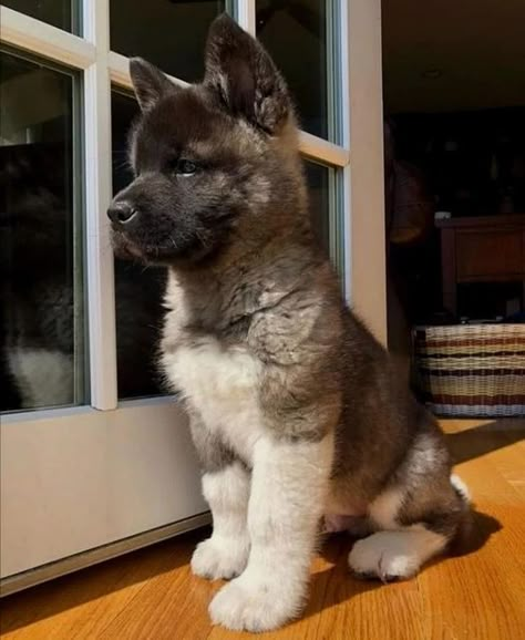 American Akita Aesthetic, Akita Dog Japanese, 2 Dobermans, Akita Puppies For Sale, Akita Inu Puppy, Blonde Dog, Akita Puppy, Puppy Palace, Around The Fur