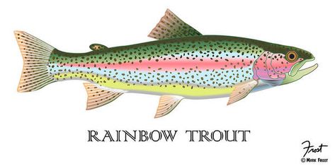 Rainbow Trout Poster featuring the digital art Rainbow Trout by Mark Frost Trout Tattoo, Trout Painting, Trout Art, Trout Fish, Art Rainbow, Fish Drawings, Rainbow Trout, Things To Paint, Fish Painting