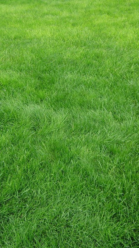 Best Grass Seed Lawn, Grass Seed Mat, Best Grass Seed, Lawn Pests, Seeding Lawn, Growing Grass, Grass Background, Grass Type, Healthy Lawn