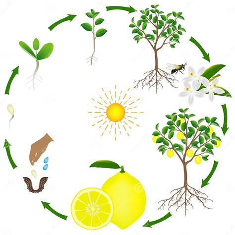 Life Cycle of a Lemon Tree on a White Background. Stock Vector - Illustration of growing, garden: 119738573 دورة حياة النبات, Life Cycles Preschool, Tree Life Cycle, Chicken Life Cycle, Cycle For Kids, Orange Craft, Tree Growth, Orange Plant, Science Crafts