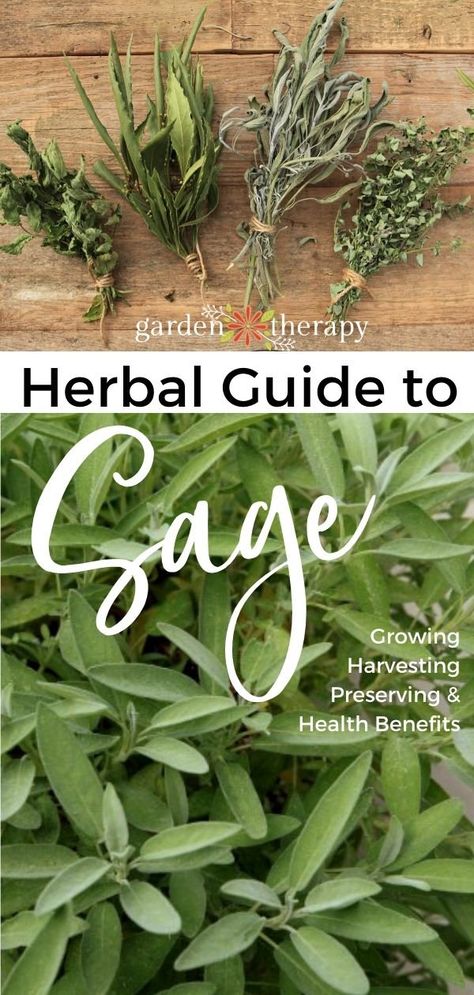 Growing Sage, Sage Herb, Preserving Herbs, Sage Plant, Medicinal Herbs Garden, Harvesting Herbs, Diy Herb Garden, Garden Therapy, Healing Garden